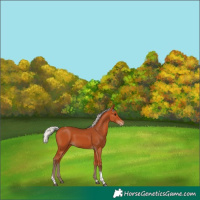 Horse Color:Silver Bay Tobiano Appaloosa Rabicano 