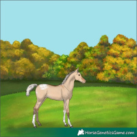 Horse Color:Silver Bay Dun Tobiano Blanket Rabicano 