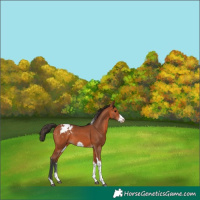 Horse Color:Bay Sabino Tobiano Frame Appaloosa Rabicano 