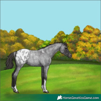 Horse Color:Smoky Blue Roan Tobiano Blanket 
