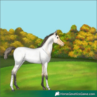 Horse Color:Buckskin Roan Tobiano Appaloosa 