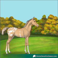 Horse Color:Palomino Dun Sabino Tobiano Appaloosa Rabicano 
