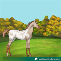 Horse Color:Red Dun Tobiano Appaloosa Rabicano 
