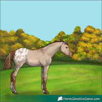 Horse Color:Red Dun Sabino Tobiano Appaloosa Rabicano 