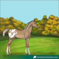 Horse Color:Chocolate Palomino Dun Sabino Tobiano Appaloosa