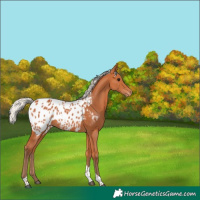 Horse Color:Silver Bay Tobiano Appaloosa Rabicano