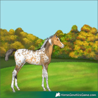 Horse Color:Buckskin Splash Tobiano Blanket 