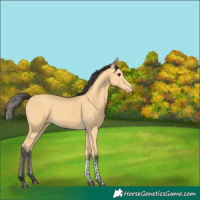 Horse Color:Buckskin Tobiano Appaloosa 