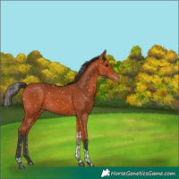 Horse Color:Bay Tobiano Snowflake Varnish