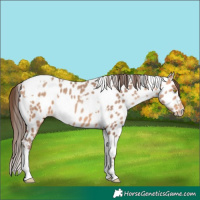 Horse Color:Amber Champagne Sabino Tobiano Near Leopard  and Amber Champagne Tobiano Near Leopard 