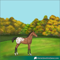 Horse Color:Bay Tobiano Appaloosa 