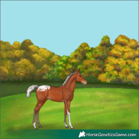 Horse Color:Silver Bay Tobiano Appaloosa Rabicano 