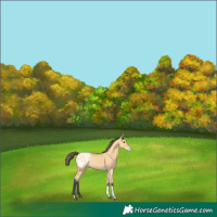 Horse Color:Buckskin Tobiano Blanket 