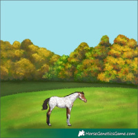 Horse Color:Bay Tobiano Appaloosa 