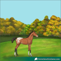 Horse Color:Bay Tobiano Appaloosa 
