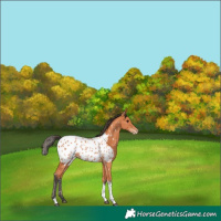 Horse Color:Bay Tobiano Near Leopard 
