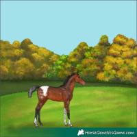 Horse Color:White Spotted Bay Tobiano Appaloosa 