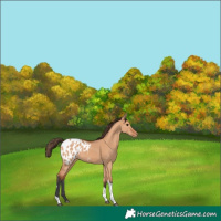 Horse Color:Bay Dun Tobiano Appaloosa