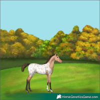 Horse Color:Bay Dun Tobiano Blanket 