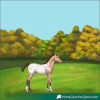 Horse Color:Bay Dun Tobiano Appaloosa 
