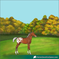 Horse Color:Silver Bay Tobiano Blanket 