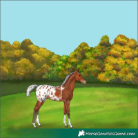 Horse Color:Silver Bay Tobiano Blanket 