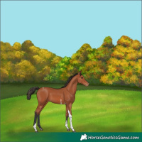 Horse Color:Bay Sabino Tobiano Varnish 