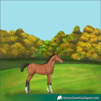 Horse Color:Bay Sabino Tobiano Appaloosa 