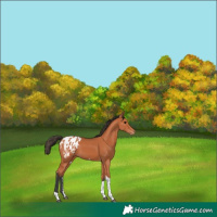 Horse Color:Bay Sabino Tobiano Appaloosa