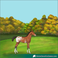 Horse Color:Bay Sabino Tobiano Appaloosa