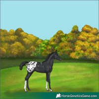 Horse Color:Black Tobiano Appaloosa 