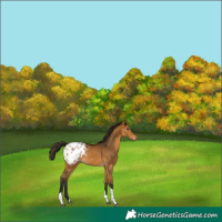 Horse Color:Gray Buckskin Tobiano Appaloosa 