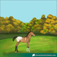 Horse Color:Gray Buckskin Tobiano Blanket 