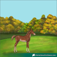 Horse Color:Chestnut Tobiano Appaloosa Rabicano 