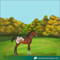 Horse Color:Bay Tobiano Appaloosa Rabicano 