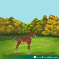 Horse Color:Chestnut Tobiano Varnish Rabicano 