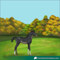 Horse Color:Black Tobiano Varnish Rabicano 