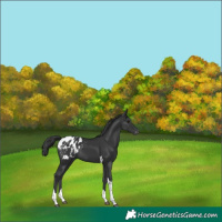 Horse Color:Black Tobiano Blanket Rabicano 