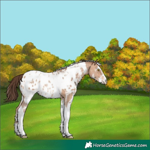 Horse Color:Amber Champagne Sabino Tobiano Appaloosa  and Amber Champagne Sabino Tobiano Appaloosa 