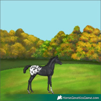 Horse Color:Black Tobiano Appaloosa 