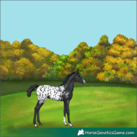 Horse Color:Black Sabino Tobiano Appaloosa 