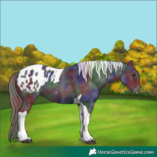 Horse Color:Nacre Smoky Black Tobiano Appaloosa 