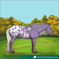 Horse Color:Silver Smoky Grullo Appaloosa 