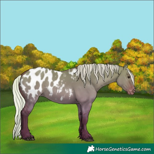 Horse Color:Silver Bay Dun Appaloosa 