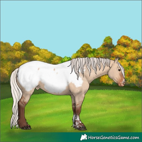 Horse Color:Powder White Silver Bay Dun Near Fewspot 