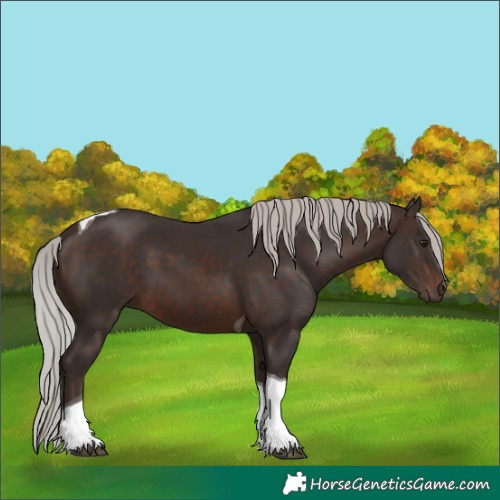 Horse Color:Silver Brown Tobiano 