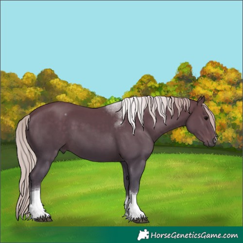 Horse Color:Silver Black Tobiano 