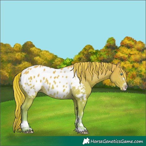Horse Color:Perlino Appaloosa 