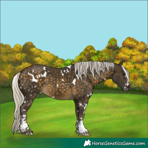 Horse Color:White Spotted Silver Buckskin 