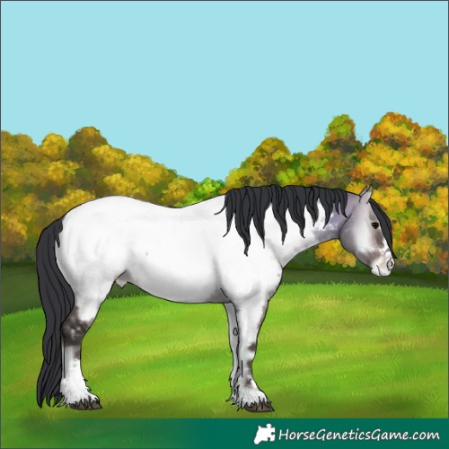 Horse Color:Brown Onyx Near Fewspot 